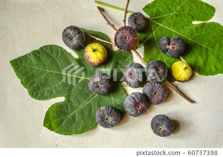 Ripened berries dark purple figs with large leaves and a dry twig Ripened berries dark purple figs with large leaves and a dry twig 60737398