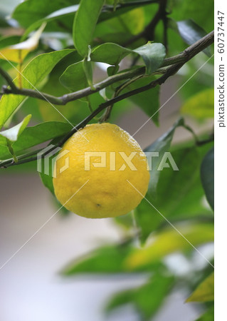 Yuzu fruit that is about to be harvested 60737447