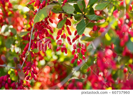 Barberry or Berberis vulgaris branch with berries on sunny day 60737960