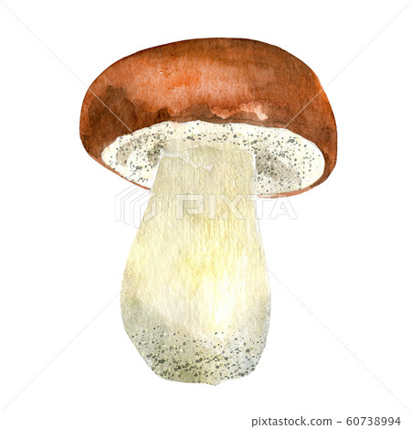 Watercolor cepe mushroom 60738994