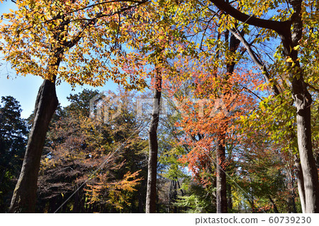 Autumn leaves of the thicket of Inokashira Park Gotenyama Autumn leaves of the thicket of Inokashira Park Gotenyama 60739230