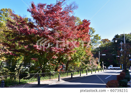 Mitaka Tamagawa Josui Wind Path and Autumn Leaves at Inokashira Park Mitaka Tamagawa Josui Wind Path and Autumn Leaves at Inokashira Park 60739231