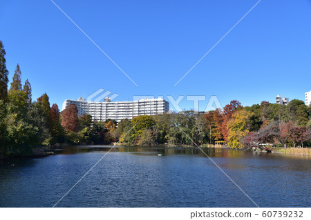 Autumn Inokashira Pond Autumn Inokashira Pond 60739232