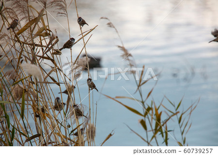 Sparrow and withers 60739257