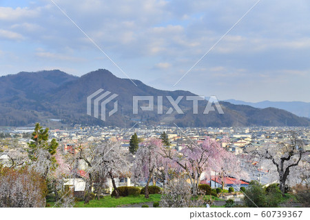 Kamiyama City, Yamagata Prefecture Tsukioka Park and Kaminoyama Onsen Cityscape Sakura 60739367