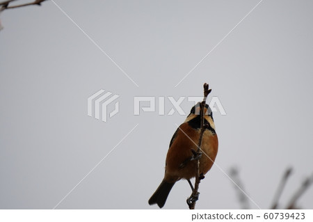 鳥類，門廊，雄性，多雲天氣，冬季櫻桃樹，十二月，進餐 60739423