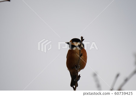 鳥類，門廊，雄性，多雲天氣，冬季櫻桃樹，十二月，進餐 60739425
