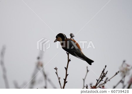 Birds, porches, males, cloudy weather, winter cherry trees, December, meals Birds, porches, males, cloudy weather, winter cherry trees, December, meals 60739428