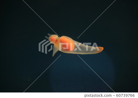 Cryone Angel of Drift Ice Cryone Angel of Drift Ice 60739766