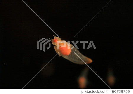 Cryone Angel of Drift Ice Cryone Angel of Drift Ice 60739769