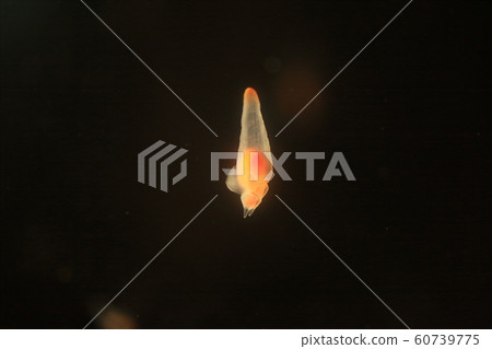 Cryone Angel of Drift Ice 60739775