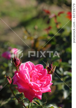 秩父王子玫瑰花 60739779