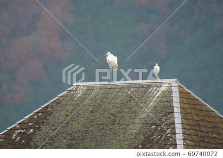 Egret, egret, great egret, egret, feces damage, on the roof ... Egret, egret, great egret, egret, feces damage, on the roof ... 60740072