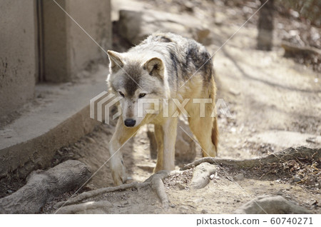 [狼] Shinrin Wolf 60740271