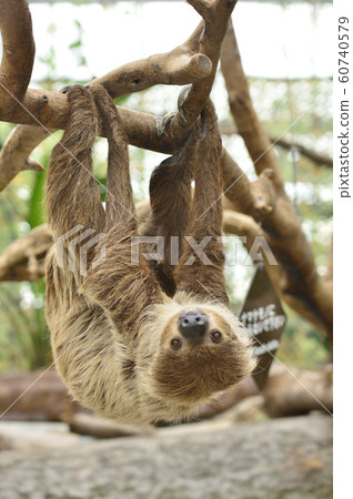 [Sloth] A sloth hanging on a tree branch 60740579