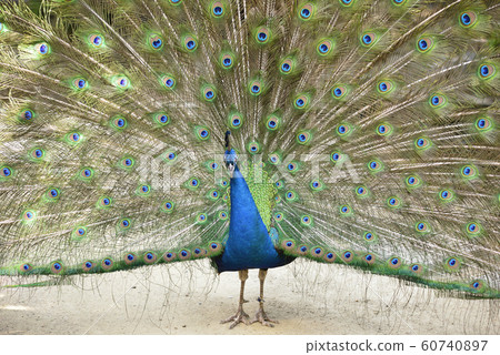 Peacock indian peacock courtship 60740897