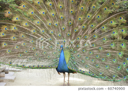 孔雀印第安孔雀求愛 孔雀印第安孔雀求愛 60740900