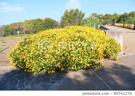 Autumn Park @ Margaret Cosmos Autumn Park @ Margaret Cosmos 60741278