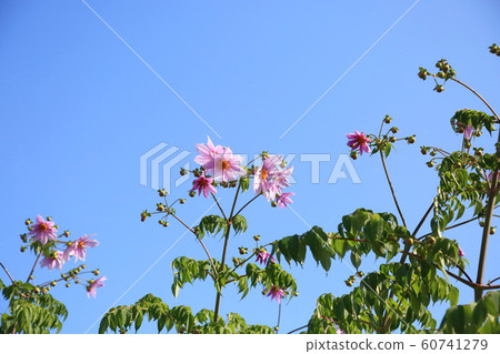Emperor dahlia flower Emperor dahlia flower 60741279