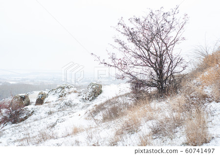 Lonely beautiful tree on snowy hill near town. Lonely beautiful tree on snowy hill near town. 60741497