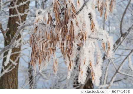 Snow and hoarfrost on dry branches and leaves. Snow and hoarfrost on dry branches and leaves. 60741498