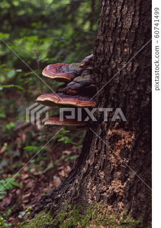 Tinder fungi growing at base tree. Close-up. 60741499