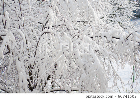 Tree branches covered with fluffy clear white Tree branches covered with fluffy clear white 60741502