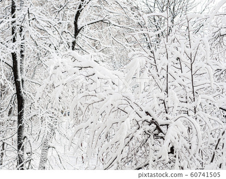 Branches of trees without foliage under snow. Branches of trees without foliage under snow. 60741505