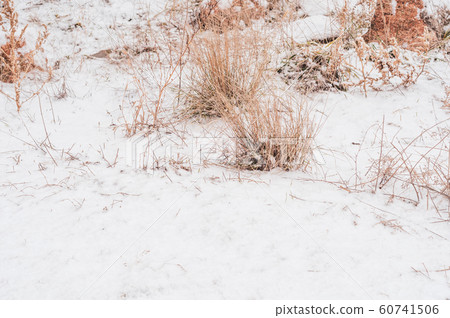 Dry grass bushes under first fluffy white snow. Dry grass bushes under first fluffy white snow. 60741506