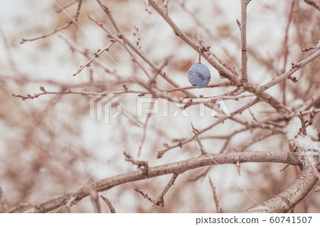 One blue round berry thorns hanging on snowy One blue round berry thorns hanging on snowy 60741507