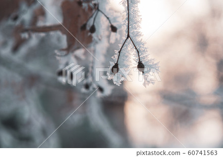 Hoarfrost on frozen linden branch. Macro shot. 60741563
