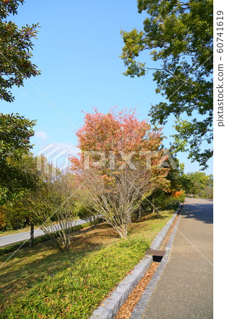 秋天的公園著色櫻花 秋天的公園著色櫻花 60741619