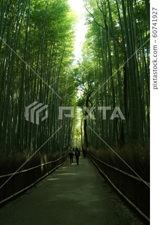 Bamboo forest vertical 60741927