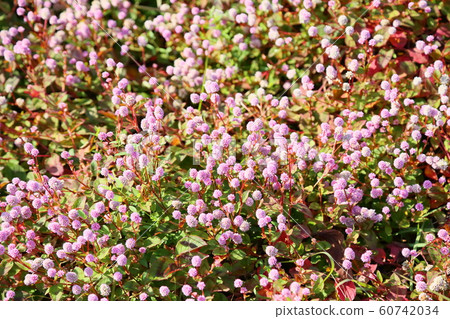 Flowering flower Flowering flower 60742034