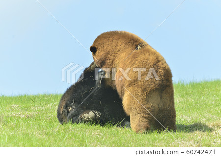 美國熊 60742471