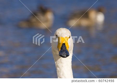 The town where swans come Sendai 60742498