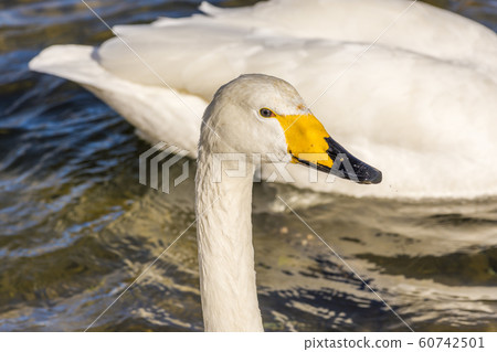 The town where swans come Sendai 60742501