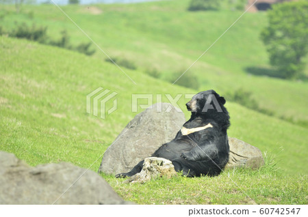 Asian black bears Asian black bears 60742547