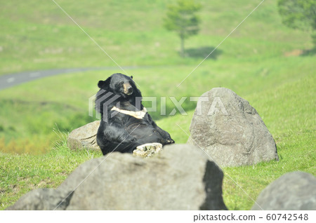 亞洲黑熊 亞洲黑熊 60742548