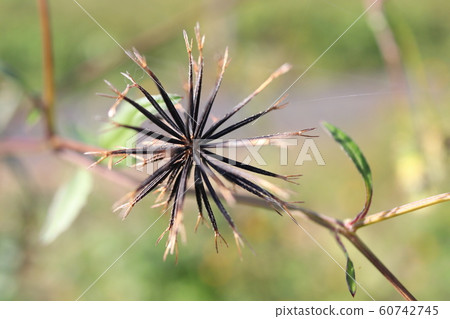 Kosendangusa Kosendangusa 60742745