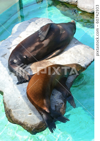 California sea lion (Ueno Zoo / Ueno Park, Taito-ku, Tokyo) California sea lion (Ueno Zoo / Ueno Park, Taito-ku, Tokyo) 60742933