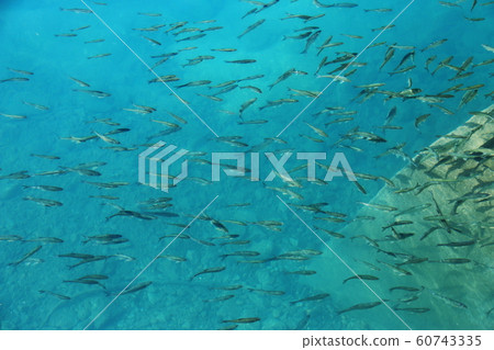 Spring in Japan Lake Tazawa Landscape Kunimas Spring in Japan Lake Tazawa Landscape Kunimas 60743335