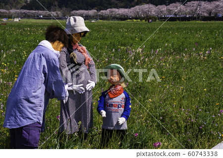 (Shizuoka prefecture) Matsuzaki-cho, a flower field using rice fields @ Scarecrow 60743338