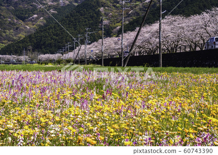 (Shizuoka Prefecture) Matsuzaki Town, a flower field that used rice fields 60743390