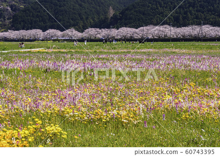 (靜岡縣)松崎鎮,使用稻田的花田 (靜岡縣)松崎鎮,使用稻田的花田 60743395