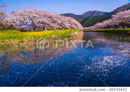 (Shizuoka Prefecture) Matsuzaki-cho, cherry blossoms of Nakagawa (Shizuoka Prefecture) Matsuzaki-cho, cherry blossoms of Nakagawa 60743432