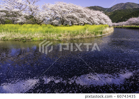 (Shizuoka Prefecture) Matsuzaki-cho, cherry blossoms of Nakagawa 60743435