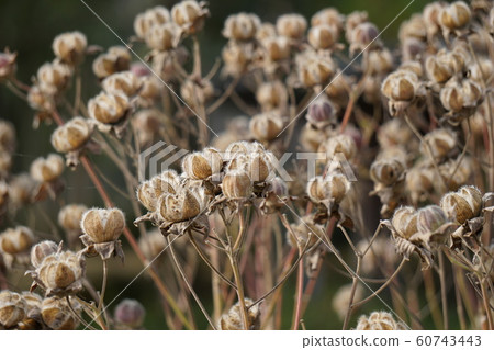 芙蓉的果實 芙蓉的果實 60743443