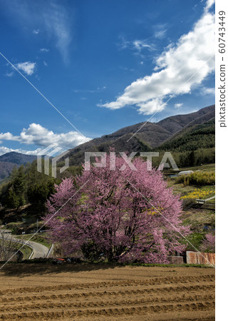 Mountain village cherry blossoms 60743449