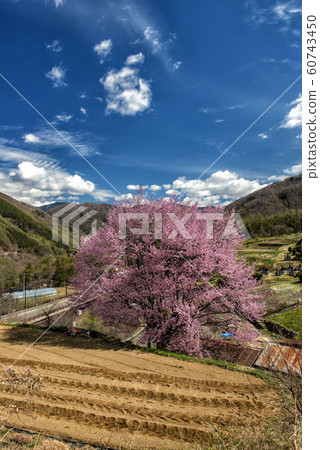 Mountain village cherry blossoms 60743450